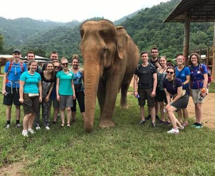 Elephant Thailand